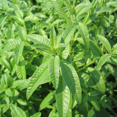 Close-up of lemon verbena plant showcasing vibrant green leaves.